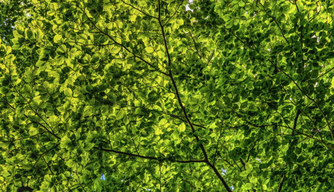 Mieszkania zlokalizowane blisko terenów zielonych - najbardziej pożądane na rynku nieruchomości